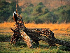 Eagle Stance, Africa